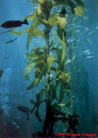 Seaweed with its branch-like skin