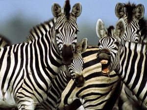 zebra_764_600x450