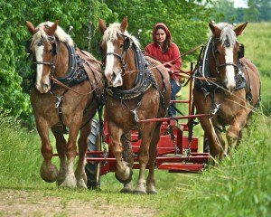 Horses-in-harness-1024x819