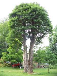 Sassafras Tree